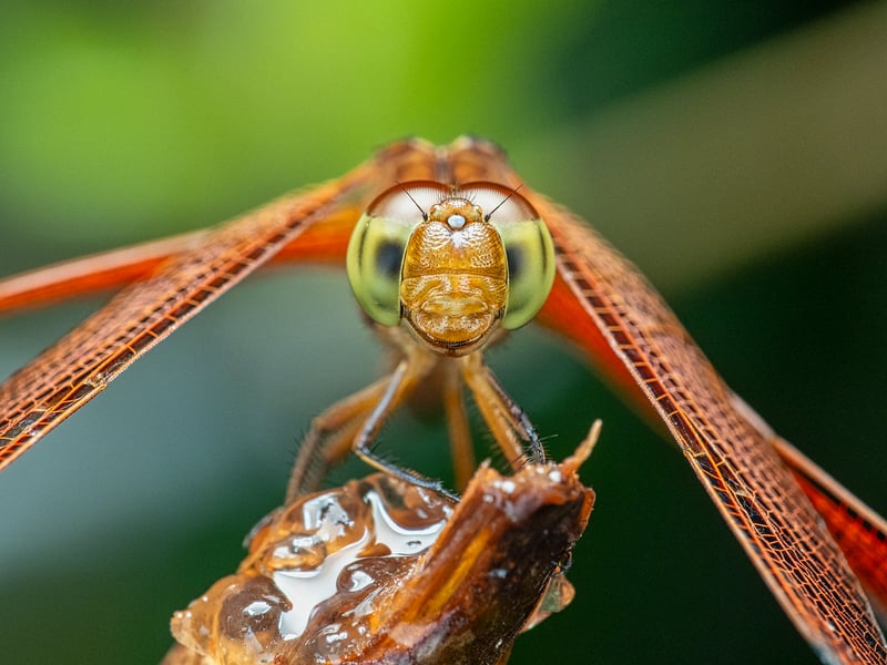 Macro Photography